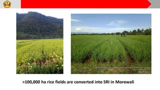 2205 - System of Rice Intensification in Indonesia - Research, Adoption, and Opportunities