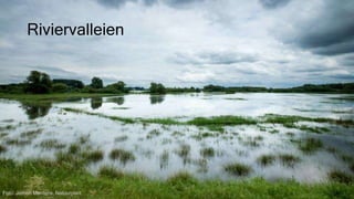 Riviervalleien
Foto: Jeroen Mentens, Natuurpunt
 