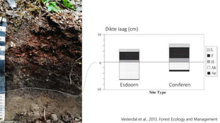 Vesterdal et al., 2013. Forest Ecology and Management
Dikte laag (cm)
Esdoorn Coniferen
 