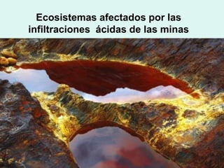 Ecosistemas afectados por las
infiltraciones ácidas de las minas
 