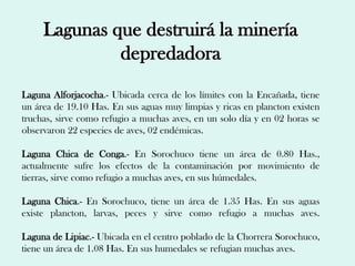 Lagunas que destruirá la minería
              depredadora
Laguna Alforjacocha.- Ubicada cerca de los límites con la Encañada, tiene
un área de 19.10 Has. En sus aguas muy limpias y ricas en plancton existen
truchas, sirve como refugio a muchas aves, en un solo día y en 02 horas se
observaron 22 especies de aves, 02 endémicas.

Laguna Chica de Conga.- En Sorochuco tiene un área de 0.80 Has.,
actualmente sufre los efectos de la contaminación por movimiento de
tierras, sirve como refugio a muchas aves, en sus húmedales.

Laguna Chica.- En Sorochuco, tiene un área de 1.35 Has. En sus aguas
existe plancton, larvas, peces y sirve como refugio a muchas aves.

Laguna de Lipiac.- Ubicada en el centro poblado de la Chorrera Sorochuco,
tiene un área de 1.08 Has. En sus humedales se refugian muchas aves.
 
