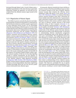 Neural Circuit Development And Function In The Healthy And Diseased ...