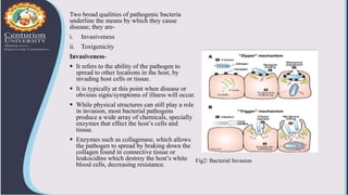 Two broad qualities of pathogenic bacteria
underline the means by which they cause
disease; they are-
i. Invasiveness
ii. Toxigenicity
Invasiveness-
 It refers to the ability of the pathogen to
spread to other locations in the host, by
invading host cells or tissue.
 It is typically at this point when disease or
obvious signs/symptoms of illness will occur.
 While physical structures can still play a role
in invasion, most bacterial pathogens
produce a wide array of chemicals, specially
enzymes that effect the host’s cells and
tissue.
 Enzymes such as collagenase, which allows
the pathogen to spread by braking down the
collagen found in connective tissue or
leukocidins which destroy the host’s white
blood cells, decreasing resistance.
Fig2: Bacterial Invasion
 