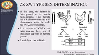 ZZ-ZW TYPE SEX DETERMINATION
• In this case, the female is
heterogametic and the male is
homogametic. Thus female
has a Z ...
