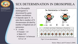 SEX DETERMINATION IN DROSOPHILA
• Sex in Drosophila
melanogaster is
determined by genic
balance mechanism.
• It depends up...