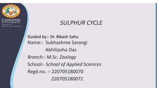 SULPHUR CYCLE
Name:- Subhashree Sarangi
Abhilipsha Das
Branch:- M.Sc. Zoology
School:- School of Applied Sciences
Regd.no. :- 220705180070
220705180071
Guided by:- Dr. Bikash Sahu
 