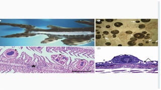 Protozoa In Fish 220705180077protozoan disease in fish.pptx