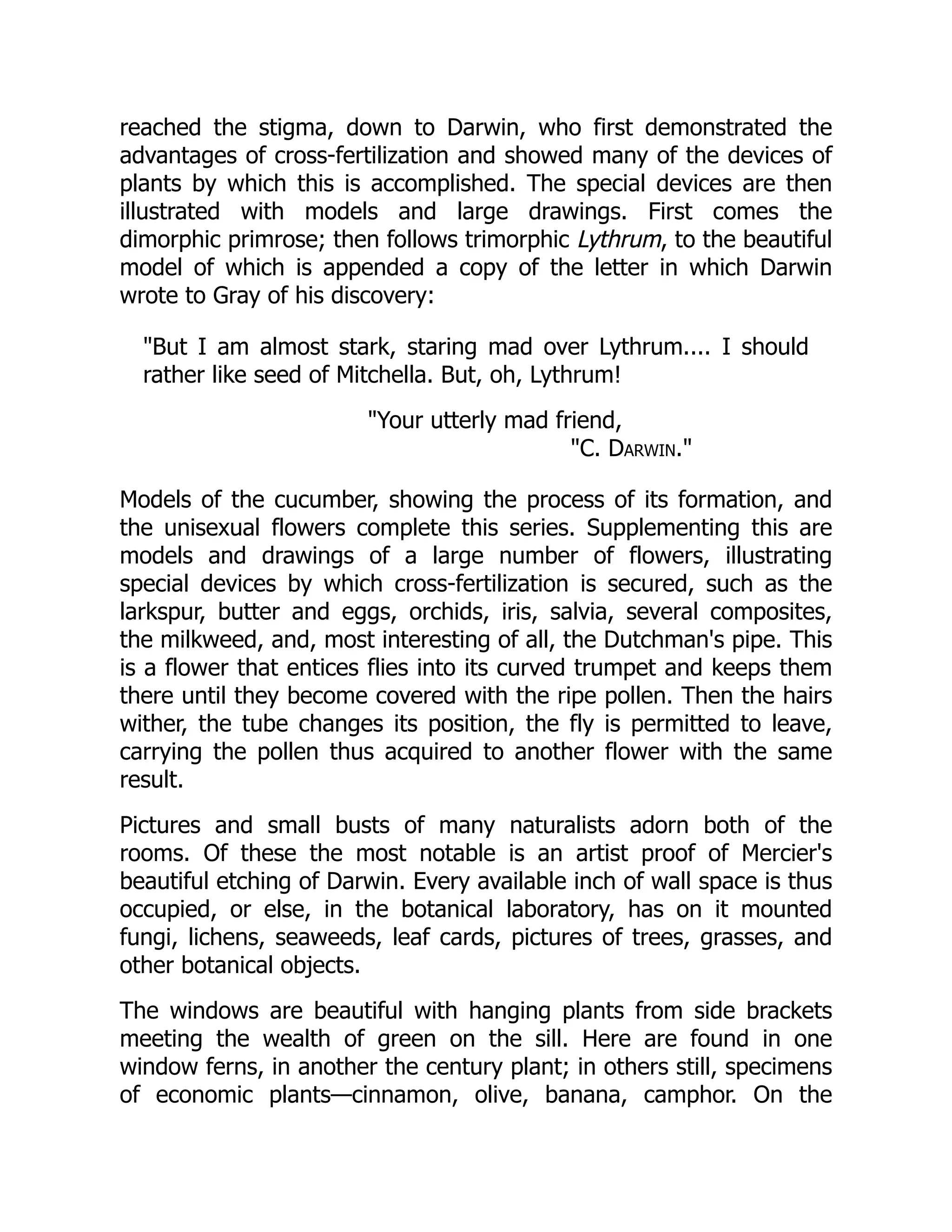 reached the stigma, down to Darwin, who first demonstrated the
advantages of cross-fertilization and showed many of the devices of
plants by which this is accomplished. The special devices are then
illustrated with models and large drawings. First comes the
dimorphic primrose; then follows trimorphic Lythrum, to the beautiful
model of which is appended a copy of the letter in which Darwin
wrote to Gray of his discovery:
But I am almost stark, staring mad over Lythrum.... I should
rather like seed of Mitchella. But, oh, Lythrum!
Your utterly mad friend,
C. Darwin.
Models of the cucumber, showing the process of its formation, and
the unisexual flowers complete this series. Supplementing this are
models and drawings of a large number of flowers, illustrating
special devices by which cross-fertilization is secured, such as the
larkspur, butter and eggs, orchids, iris, salvia, several composites,
the milkweed, and, most interesting of all, the Dutchman's pipe. This
is a flower that entices flies into its curved trumpet and keeps them
there until they become covered with the ripe pollen. Then the hairs
wither, the tube changes its position, the fly is permitted to leave,
carrying the pollen thus acquired to another flower with the same
result.
Pictures and small busts of many naturalists adorn both of the
rooms. Of these the most notable is an artist proof of Mercier's
beautiful etching of Darwin. Every available inch of wall space is thus
occupied, or else, in the botanical laboratory, has on it mounted
fungi, lichens, seaweeds, leaf cards, pictures of trees, grasses, and
other botanical objects.
The windows are beautiful with hanging plants from side brackets
meeting the wealth of green on the sill. Here are found in one
window ferns, in another the century plant; in others still, specimens
of economic plants—cinnamon, olive, banana, camphor. On the
 