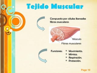Page 10
Músculo
Fibras musculares
Funciones::  Movimiento.
 Mímica.
 Respiración.
 Protección.
 