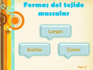 Page 12
Largos
CortosAnchos
 