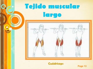 Page 13
Cuádriceps
 