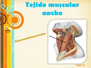 Page 14
Esternocleidomastoideo
 