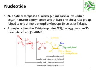 Nucleotide
• Nucleotide: composed of a nitrogenous base, a five-carbon
sugar (ribose or deoxyribose), and at least one phosphate group,
joined to one or more phosphoryl groups by an ester linkage.
• Example: adenosine 5’-triphosphate (ATP), deoxyguanosine 3’-
monophosphate (3’-dGMP)
11
 