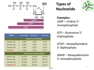 Types of
Nucleotide
12
Examples:
UMP – Uridine 5’-
monophosphate
GTP – Guanosine 5’-
triphosphate
dTDP – Deoxythymidine
5’-diphosphate
dAMP – Deoxyadenosine
5’-monophosphate
 