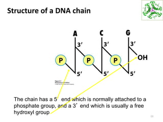 Structure of a DNA chain
13
The chain has a 5’ end which is normally attached to a
phosphate group, and a 3’ end which is usually a free
hydroxyl group
 