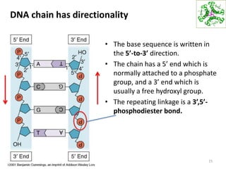 DNA chain has directionality
• The base sequence is written in
the 5’-to-3’ direction.
• The chain has a 5’ end which is
normally attached to a phosphate
group, and a 3’ end which is
usually a free hydroxyl group.
• The repeating linkage is a 3’,5’-
phosphodiester bond.
15
 