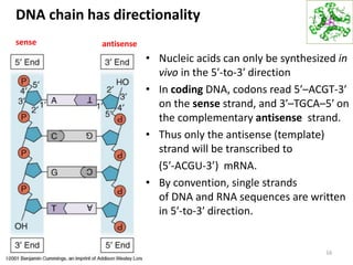 DNA chain has directionality
• Nucleic acids can only be synthesized in
vivo in the 5′-to-3′ direction
• In coding DNA, codons read 5′–ACGT-3′
on the sense strand, and 3′–TGCA–5′ on
the complementary antisense strand.
• Thus only the antisense (template)
strand will be transcribed to
(5′-ACGU-3’) mRNA.
• By convention, single strands
of DNA and RNA sequences are written
in 5′-to-3′ direction.
16
sense antisense
 