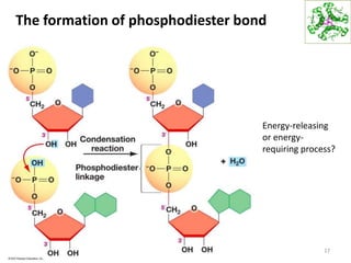 The formation of phosphodiester bond
17
Energy-releasing
or energy-
requiring process?
 