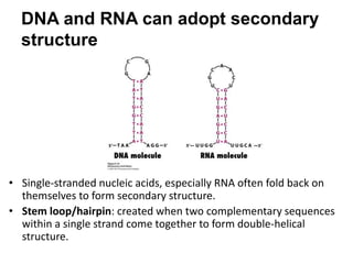 DNA and RNA can adopt secondary
structure
• Single-stranded nucleic acids, especially RNA often fold back on
themselves to form secondary structure.
• Stem loop/hairpin: created when two complementary sequences
within a single strand come together to form double-helical
structure.
 