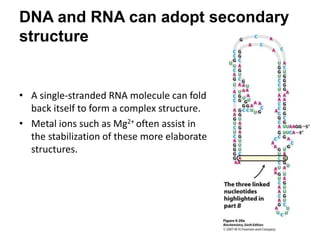 DNA and RNA can adopt secondary
structure
• A single-stranded RNA molecule can fold
back itself to form a complex structure.
• Metal ions such as Mg2+ often assist in
the stabilization of these more elaborate
structures.
 