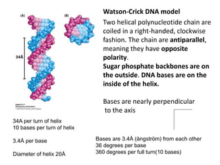 Two helical polynucleotide chain are
coiled in a right-handed, clockwise
fashion. The chain are antiparallel,
meaning they have opposite
polarity.
Sugar phosphate backbones are on
the outside. DNA bases are on the
inside of the helix.
Bases are nearly perpendicular
to the axis
Bases are 3.4Å (ångström) from each other
36 degrees per base
360 degrees per full turn(10 bases)
34A per turn of helix
10 bases per turn of helix
3.4Å per base
Diameter of helix 20Å
Watson-Crick DNA model
 