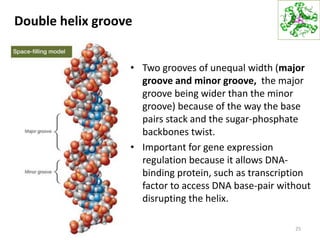 Double helix groove
• Two grooves of unequal width (major
groove and minor groove, the major
groove being wider than the minor
groove) because of the way the base
pairs stack and the sugar-phosphate
backbones twist.
• Important for gene expression
regulation because it allows DNA-
binding protein, such as transcription
factor to access DNA base-pair without
disrupting the helix.
25
 