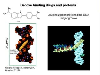 Double helix groove
• Two grooves of unequal width (major
groove and minor groove, the major
groove being wider than the minor
groove) because of the way the base
pairs stack and the sugar-phosphate
backbones twist.
• Important for gene expression
regulation because it allows DNA-
binding protein to access DNA base-
pair without disrupting the helix.
26
 