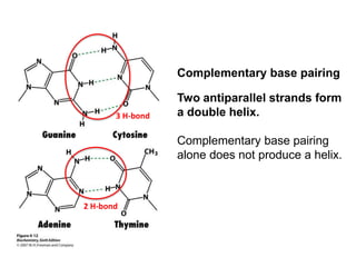 Complementary base pairing
Two antiparallel strands form
a double helix.
Complementary base pairing
alone does not produce a helix.
3 H-bond
2 H-bond
 