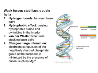 Weak forces stabilizes double
helix
1. Hydrogen bonds: between base
pairs
2. Hydrophobic effect: burying
hydrophobic purine and
pyrimidine in the interior
3. van der Waals force: from
stacking base pairs
4. Charge-charge interaction:
electrostatic repulsion of the
negatively charged phosphate
group of the backbone is
minimized by the presence of
cation, such as Mg2+
 