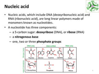 Nucleic acid
• Nucleic acids, which include DNA (deoxyribonucleic acid) and
RNA (ribonucleic acid), are long linear polymers made of
monomers known as nucleotides.
• A nucleotide has three components:
– a 5-carbon sugar: deoxyribose (DNA), or ribose (RNA)
– a nitrogenous base
– one, two or three phosphate groups
3
 