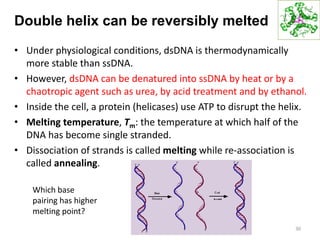 Double helix can be reversibly melted
• Under physiological conditions, dsDNA is thermodynamically
more stable than ssDNA.
• However, dsDNA can be denatured into ssDNA by heat or by a
chaotropic agent such as urea, by acid treatment and by ethanol.
• Inside the cell, a protein (helicases) use ATP to disrupt the helix.
• Melting temperature, Tm: the temperature at which half of the
DNA has become single stranded.
• Dissociation of strands is called melting while re-association is
called annealing.
30
Which base
pairing has higher
melting point?
 