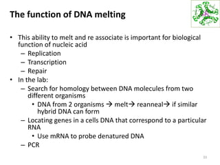 The function of DNA melting
• This ability to melt and re associate is important for biological
function of nucleic acid
– Replication
– Transcription
– Repair
• In the lab:
– Search for homology between DNA molecules from two
different organisms
• DNA from 2 organisms  melt reanneal if similar
hybrid DNA can form
– Locating genes in a cells DNA that correspond to a particular
RNA
• Use mRNA to probe denatured DNA
– PCR
33
 