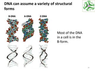 DNA can assume a variety of structural
forms
34
Most of the DNA
in a cell is in the
B-form.
 