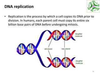 DNA replication
• Replication is the process by which a cell copies its DNA prior to
division. In humans, each parent cell must copy its entire six
billion base pairs of DNA before undergoing mitosis.
36
 