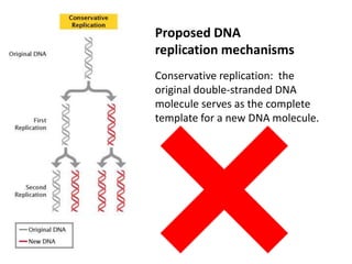 Conservative replication: the
original double-stranded DNA
molecule serves as the complete
template for a new DNA molecule.
Proposed DNA
replication mechanisms
 