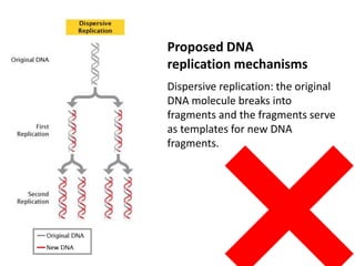 Dispersive replication: the original
DNA molecule breaks into
fragments and the fragments serve
as templates for new DNA
fragments.
Proposed DNA
replication mechanisms
 