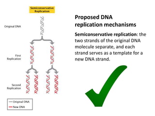 Semiconservative replication: the
two strands of the original DNA
molecule separate, and each
strand serves as a template for a
new DNA strand.
Proposed DNA
replication mechanisms
 
