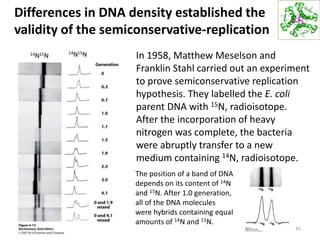 Differences in DNA density established the
validity of the semiconservative-replication
41
In 1958, Matthew Meselson and
Franklin Stahl carried out an experiment
to prove semiconservative replication
hypothesis. They labelled the E. coli
parent DNA with 15N, radioisotope.
After the incorporation of heavy
nitrogen was complete, the bacteria
were abruptly transfer to a new
medium containing 14N, radioisotope.
The position of a band of DNA
depends on its content of 14N
and 15N. After 1.0 generation,
all of the DNA molecules
were hybrids containing equal
amounts of 14N and 15N.
14N15N14N15N
 