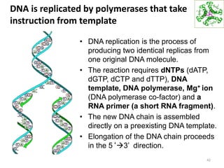 DNA is replicated by polymerases that take
instruction from template
• DNA replication is the process of
producing two identical replicas from
one original DNA molecule.
• The reaction requires dNTPs (dATP,
dGTP, dCTP and dTTP), DNA
template, DNA polymerase, Mg+ ion
(DNA polymerase co-factor) and a
RNA primer (a short RNA fragment).
• The new DNA chain is assembled
directly on a preexisting DNA template.
• Elongation of the DNA chain proceeds
in the 5‘3’ direction.
42
 