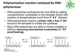 Polymerization reaction catalyzed by DNA
polymerases
• DNA polymerase synthesizes the new DNA by adding
complementary nucleotides to the template strand with
creation of phosphodiester bond from 5‘3’ direction.
• DNA polymerases require a primer with a free 3’OH
bound to the template to initiate the synthesis.
• Many DNA polymerase are able to correct mistakes in
DNA by removing mismatched nucleotides (3‘5’
proofreading).
43
 