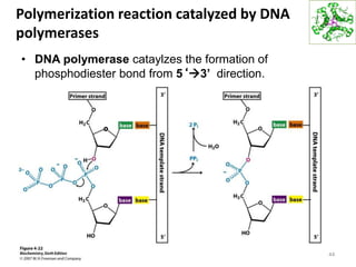 Polymerization reaction catalyzed by DNA
polymerases
• DNA polymerase cataylzes the formation of
phosphodiester bond from 5‘3’ direction.
44
 