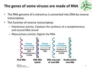 The genes of some viruses are made of RNA
• The RNA genome of a retrovirus is converted into DNA by reverse
transcriptase.
• The function of reverse transcriptase
– Polymerase activity: Catalyzes the synthesis of a complementary
and second DNA strand
– Ribonuclease activity: Digests the RNA
45
 