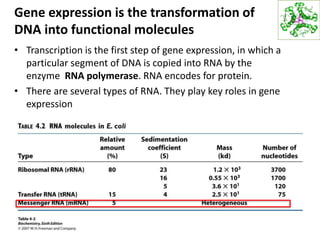 Gene expression is the transformation of
DNA into functional molecules
• Transcription is the first step of gene expression, in which a
particular segment of DNA is copied into RNA by the
enzyme RNA polymerase. RNA encodes for protein.
• There are several types of RNA. They play key roles in gene
expression
46
 