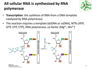 All cellular RNA is synthesized by RNA
polymerase
• Transcription: the synthesis of RNA from a DNA template
catalyzed by RNA polymerase
• The reaction requires a template (dsDNA or ssDNA), NTPs (ATP,
GTP, UTP, CTP), RNA polymerase, co-factor (Mg2+, Mn2+)
48
 