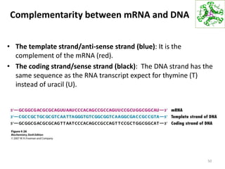 Complementarity between mRNA and DNA
• The template strand/anti-sense strand (blue): It is the
complement of the mRNA (red).
• The coding strand/sense strand (black): The DNA strand has the
same sequence as the RNA transcript expect for thymine (T)
instead of uracil (U).
50
 