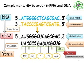 Complementarity between mRNA and DNA
51
 
