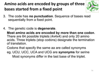 Amino acids are encoded by groups of three
bases started from a fixed point
3. The code has no punctuation. Sequence of bases read
sequentially from a fixed point.
4. The genetic code is degenerate.
Most amino acids are encoded by more than one codon.
There are 64 possible triplets (4x4x4) and only 20 amino
acids. Three triplets (stop codons) designate the termination
of translation.
Codons that specify the same aa are called synonyms
eg. UCU, UCC, UCA and UCG are synonyms for serine
Most synonyms differ in the last base of the triplet.
53
 