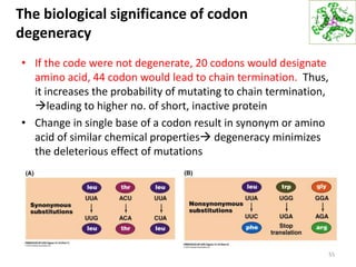 The biological significance of codon
degeneracy
• If the code were not degenerate, 20 codons would designate
amino acid, 44 codon would lead to chain termination. Thus,
it increases the probability of mutating to chain termination,
leading to higher no. of short, inactive protein
• Change in single base of a codon result in synonym or amino
acid of similar chemical properties degeneracy minimizes
the deleterious effect of mutations
55
 
