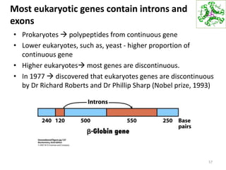 Most eukaryotic genes contain introns and
exons
• Prokaryotes  polypeptides from continuous gene
• Lower eukaryotes, such as, yeast - higher proportion of
continuous gene
• Higher eukaryotes most genes are discontinuous.
• In 1977  discovered that eukaryotes genes are discontinuous
by Dr Richard Roberts and Dr Phillip Sharp (Nobel prize, 1993)
57
 