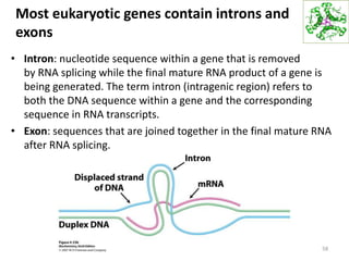 Most eukaryotic genes contain introns and
exons
• Intron: nucleotide sequence within a gene that is removed
by RNA splicing while the final mature RNA product of a gene is
being generated. The term intron (intragenic region) refers to
both the DNA sequence within a gene and the corresponding
sequence in RNA transcripts.
• Exon: sequences that are joined together in the final mature RNA
after RNA splicing.
58
 